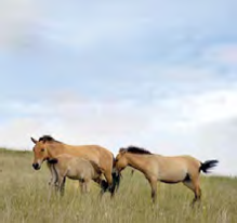 Mongolia Horse 