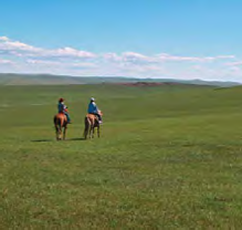 Mongolia Horse 