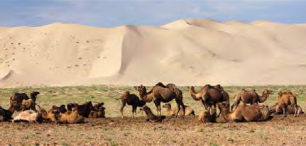 Mongolian countryside camels