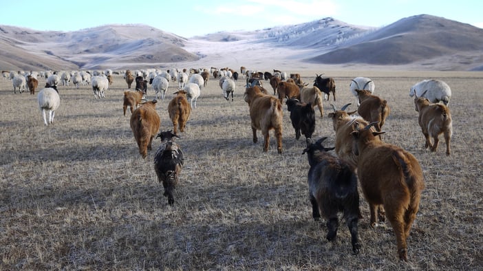 mongolian-cashmere-industry-goats-grassland