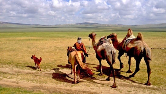 mongolia-nomads-camel-steppe-beautiful-rural
